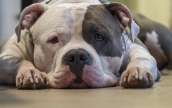 Một người Đài Loan tử vong vì bị chó Pitbull cắn đứt động mạch đùi