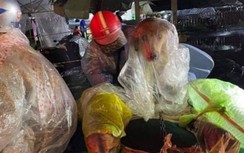 Vụ 15 con chó bị tiêu hủy: Trưởng trạm y tế xã cùng con trai xin nghỉ việc