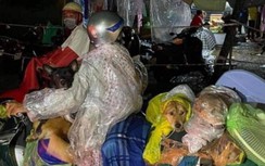 Thông tin mới về vụ 15 con chó bị tiêu hủy ở Cà Mau
