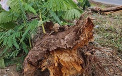 Cây xanh bật gốc đè trúng 2 mẹ con đang đi xe, bé gái 8 tuổi tử vong