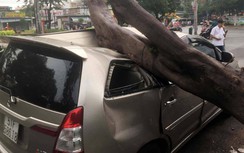 Cây đổ đè bẹp ô tô có được bồi thường?