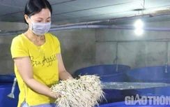 Thu nhập chục triệu mỗi ngày nhờ cho giá đỗ “ngủ máy lạnh”