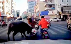 Video: Trâu điên 'đại náo' giữa phố, làm 7 người bị thương