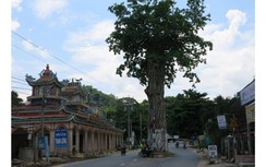 Cây 300 tuổi chắn giữa đường, không ai dám chặt