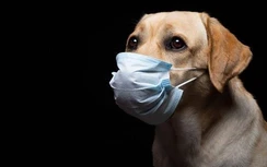 Thú cưng của người nhiễm Covid-19 bị tiêu huỷ, dân Trung Quốc bức xúc
