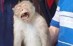 Con khỉ cụt chân cắn nhiều người ở TP.HCM sẽ được xử lý thế nào?