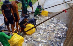 Hậu Giang tồn đọng hàng ngàn tấn thủy sản