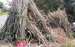 Giá mía tăng cao, nông dân Trà Vinh vẫn buồn não ruột, vì sao?