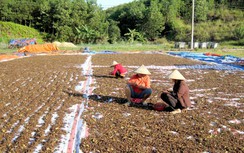 Trai thôi bỏ xứ, gái hết ế chồng nhờ “hạ sơn”