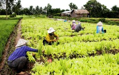 Giảm tối đa số lượng trồng hoa quả Tết, bà con miền Tây vẫn... nơm nớp