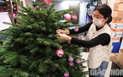 Thông tươi nhập khẩu giá trăm triệu vẫn "hút" khách dịp Giáng sinh