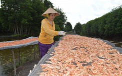 Làng nghề đặc sản ở Cà Mau tất bật vào vụ Tết