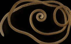 Phát hiện loài sinh vật lạ có hơn 1.000 chân