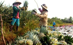 Ùn ứ cửa khẩu: Bài học từ thị trường Trung Quốc