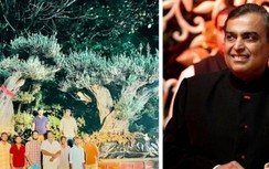 Vì sao tỷ phú giàu nhất châu Á chi 2,7 tỉ VNĐ chỉ để mua 2 cây ô liu?