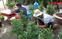 Ảm đạm mùa mai Tết 2022 tại TP.HCM