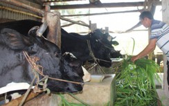 Đồng bào dân tộc Khmer ở Sóc Trăng thoát nghèo nhờ vốn vay ưu đãi