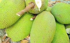 Nông sản ùn ứ ở cửa khẩu, mít Thái tại vườn rớt giá còn... 4.000 đồng/kg