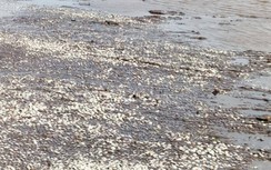 Bạc Liêu: Nghêu chết trắng bãi gây thiệt hại bạc tỷ do nhà máy điện gió?