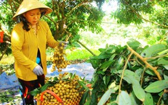 Cửa khẩu ùn tắc, doanh nghiệp, nông dân ở Cần Thơ vẫn "sống khỏe" nhờ đâu?