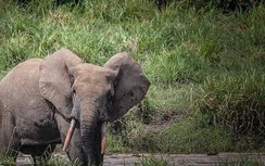 Thế giới đang tiến đến bờ vực tuyệt chủng hàng loạt trong 10 năm tới