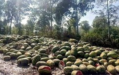 Thêm cảnh tượng xe tải ùn ứ, hoa quả thối rữa ở biên giới với Trung Quốc