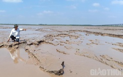 Nghêu chết trắng bãi ở Bạc Liêu: Vì sao chưa thống nhất được mức hỗ trợ?