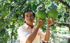 Nông dân miền Tây tất bật vào vụ thu hoạch nông sản "độc lạ" đón Tết