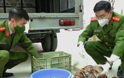 Kiểm tra chiếc ô tô đang đỗ, phát hiện cốp xe nhét 100 cá thể rùa quý hiếm