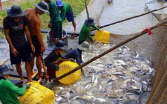 Vực dậy ngành hàng cá tra từ "cú hích" trong tháng đầu năm mới