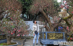 Mê mải ngắm những gốc đào "khủng" giá trăm triệu "đọ dáng" trên phố Hà Nội