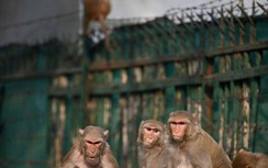 Bé 3 tháng tuổi tử vong vì bị khỉ tha đi, vứt vào bể nước