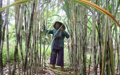 Giá mía tăng, nông dân Hậu Giang vẫn rối bời..., vì đâu?
