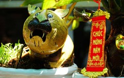 Độc đáo kiểng dừa bonsai hình linh vật hổ đón Tết Nhâm Dần