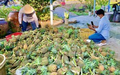 Giá dứa tăng cao, nông dân Bạc Liêu tất bật vào vụ thu hoạch đón Tết