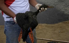 Peru ban bố tình trạng khẩn cấp vì sự cố tràn khoảng 6.000 thùng dầu