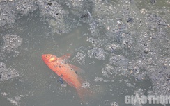 Cá chép tiễn ông Công ông Táo vừa thả đã "ngửa bụng" vì... tàn tro