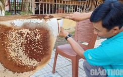 Gác kèo ong thời 4.0: Đầu đội camera, phát trên Youtube bán cả trăm lít mật