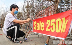 Mới 25 Tết, người buôn đào, quất đã treo biển giảm giá, "xả hàng"