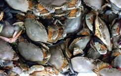 Giá cua gạch Cà Mau “nhảy múa” những ngày giáp Tết