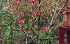 Chuyện lạ từ cây đào