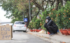 Quất bán "rẻ như cho", đào ế "nằm chỏng chơ" trên hè phố chiều 29 Tết
