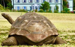 Chi tiết thú vị về con vật trên cạn thọ nhất thế giới