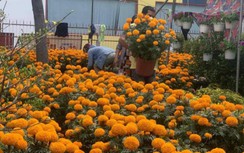 Chợ hoa Tết ở TP.HCM vắng khách, người bán nhiều hơn người mua