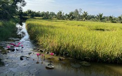 Đầu tư hạ tầng giao thông thủy lợi thúc đẩy phát triển lúa tôm vùng Mê Kông