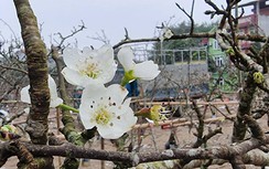 Người Hà Nội say mê chơi hoa lê sau Tết