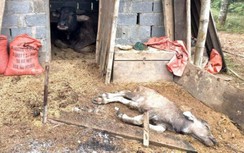 Lạng Sơn, Cao Bằng, Bắc Kạn thiệt hại nặng nề do giá rét