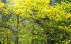 Thừa Thiên- Huế sẽ thành nơi người dân "ra ngõ gặp mai"?