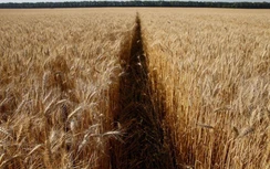 Tình hình Ukraine có thể khiến châu Á thiếu lương thực, lạm phát tăng cao