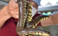 Chàng trai Cà Mau thu hàng trăm triệu đồng từ mô hình nuôi rắn ri tượng